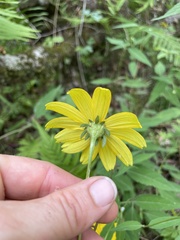 Heliopsis gracilis