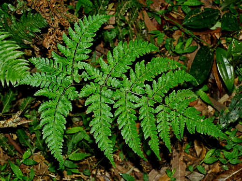 Dryopteris melanocarpa · NaturaLista Colombia