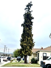 Cupressoideae