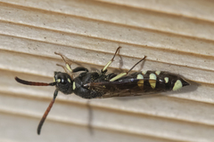 Sapyga martinii