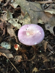 Russula ornaticeps