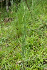 Habenaria