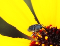 Odontocorynus salebrosus