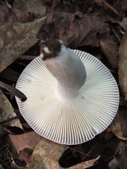 Russula ornaticeps