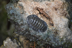 Chiton tuberculatus