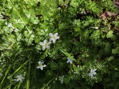 Ellisiophyllum pinnatum