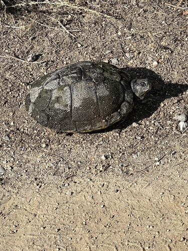 iNaturalist observation photo of Red-eared Slider