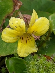 Viola orbiculata