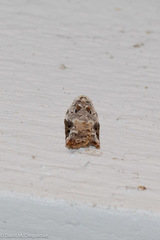 Acleris nivisellana