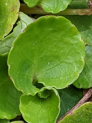 Viola orbiculata