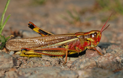 Stethophyma lineatum