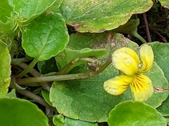 Viola orbiculata