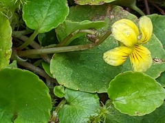 Viola orbiculata