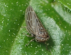 Agallia quadripunctata