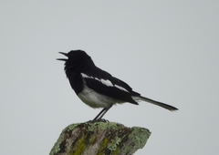 Copsychus saularis ceylonensis