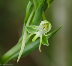 Habenaria
