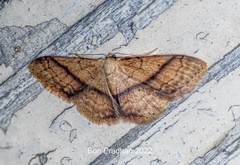 Idaea obliquilinea