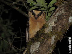 Buff-Fronted Owl photo 2
