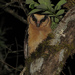 Buff-fronted Owl - Photo (c) Fábio Maffei, some rights reserved (CC BY-NC-SA)