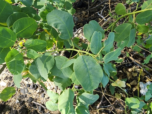 Image of Capparis sandwichiana by (c) Tyler Bishop, some rights reserved (CC BY)