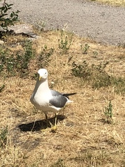 Larus canus