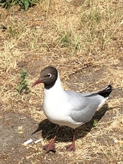 Chroicocephalus ridibundus