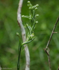 Habenaria