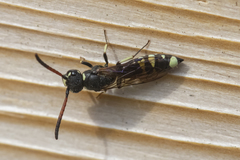 Sapyga martinii