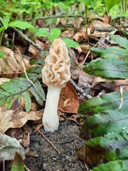 Morchella diminutiva