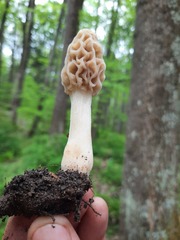 Morchella diminutiva