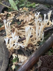 Phaeoclavulina ochracea