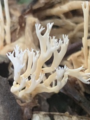 Phaeoclavulina ochracea