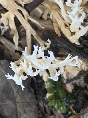 Phaeoclavulina ochracea