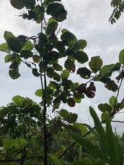 Hieronyma macrocarpa