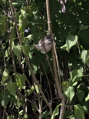 Passer domesticus