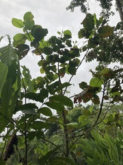 Hieronyma macrocarpa