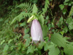Campanula punctata punctata
