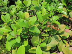 Davilla kunthii