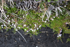 Arcytophyllum filiforme
