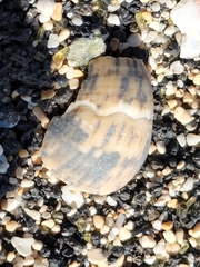 Nerita polita