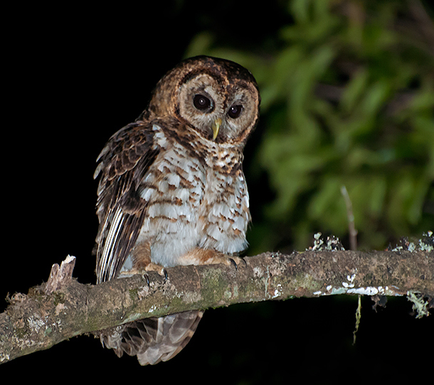 Rusty-barred Owl photo