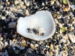 Nerita polita