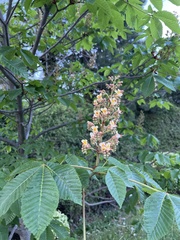 Aesculus