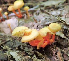 Hygrocybe parvula