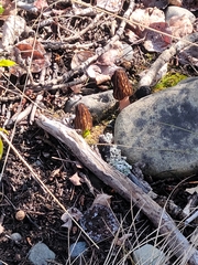Morchella angusticeps