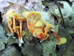 Hygrocybe parvula