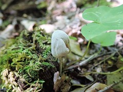 Hypomyces porphyreus