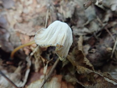 Hypomyces porphyreus