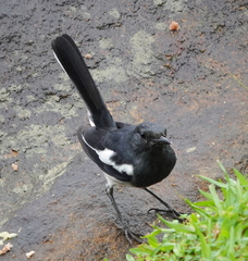 Copsychus saularis ceylonensis
