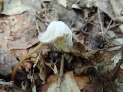 Hypomyces porphyreus